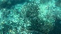 Coral10