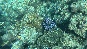 Coral2.Merlin