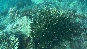 Coral2