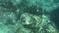 CoralAndFish2