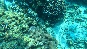 Fish.PhiPhi