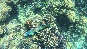 Fish2.PhiPhi