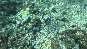 Fish3.PhiPhi