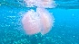 Jellyfish.PhiPhi