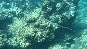 NeedleFish