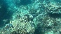 NeedleFish2