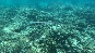 NeedleFish3