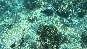 ParrotFish