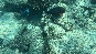 ParrotFish2