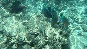 ParrotFish3
