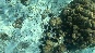 SeeUrchins