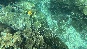 Yellow..Coral