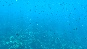 YellowFishSchool