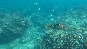 YellowRedFish