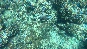 bubblefish