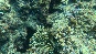 coral11