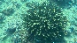 coral12