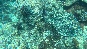 yellowtailfish