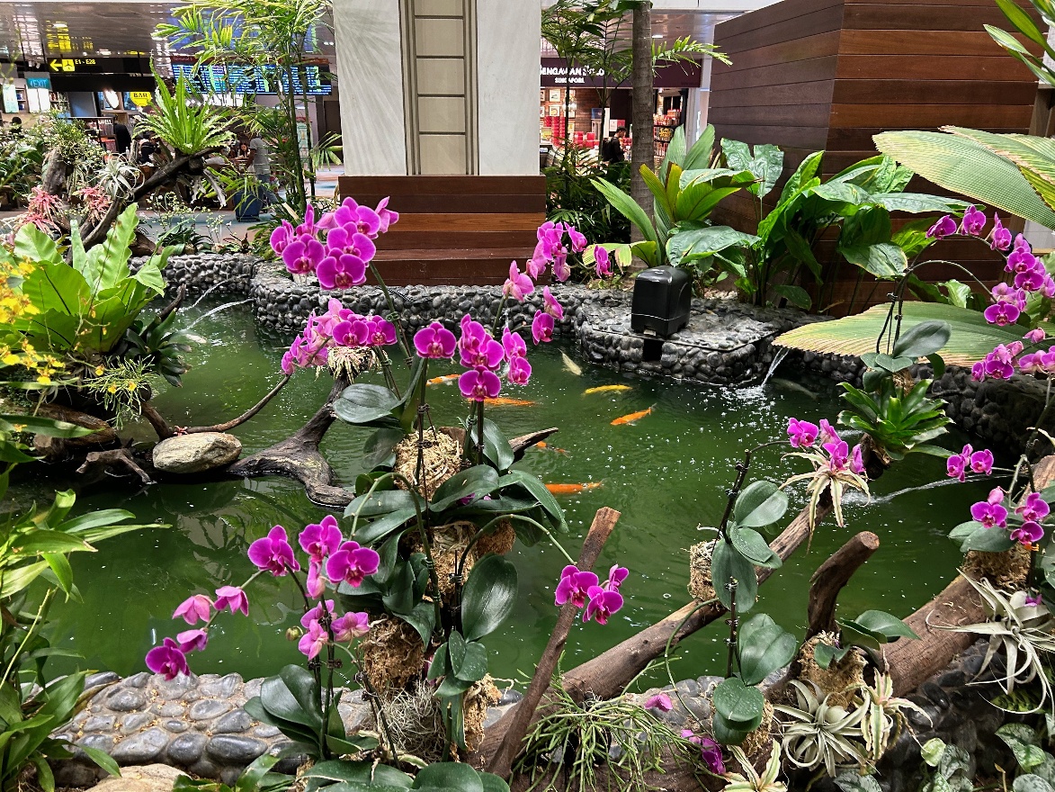 Orchids
