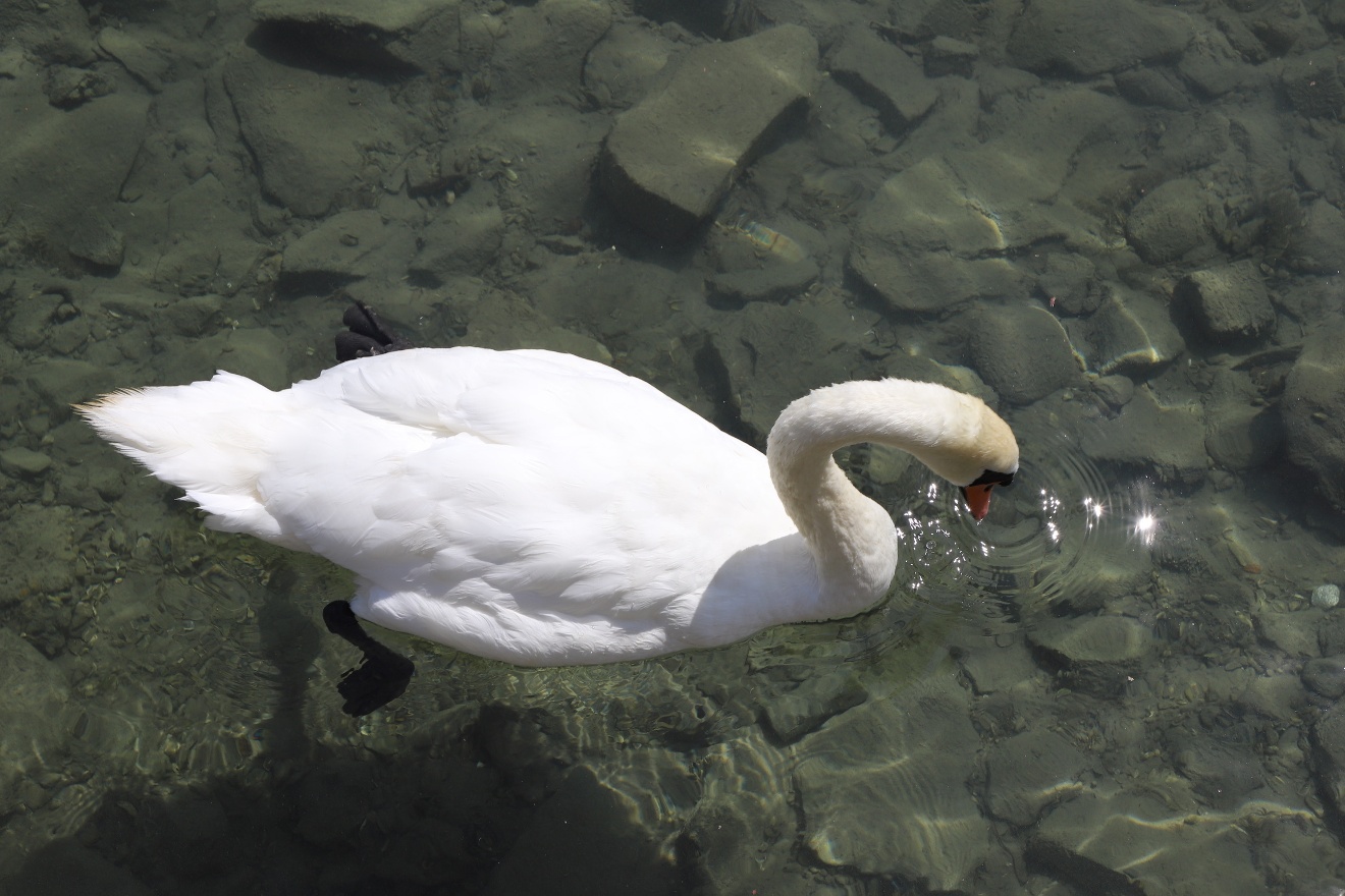 Swan