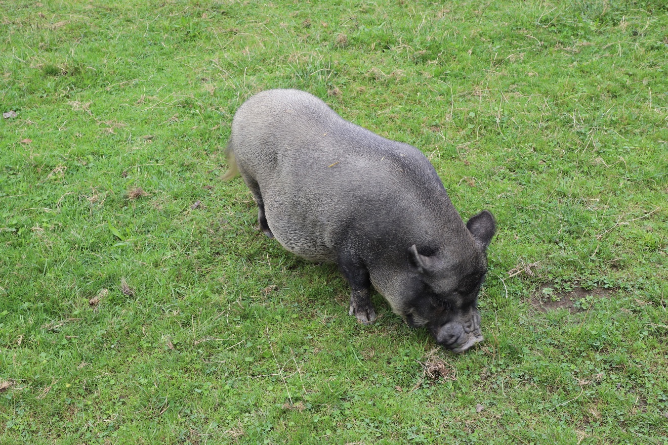 Black pig