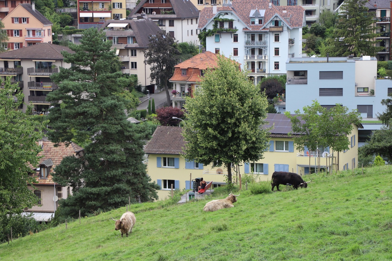 Cows
