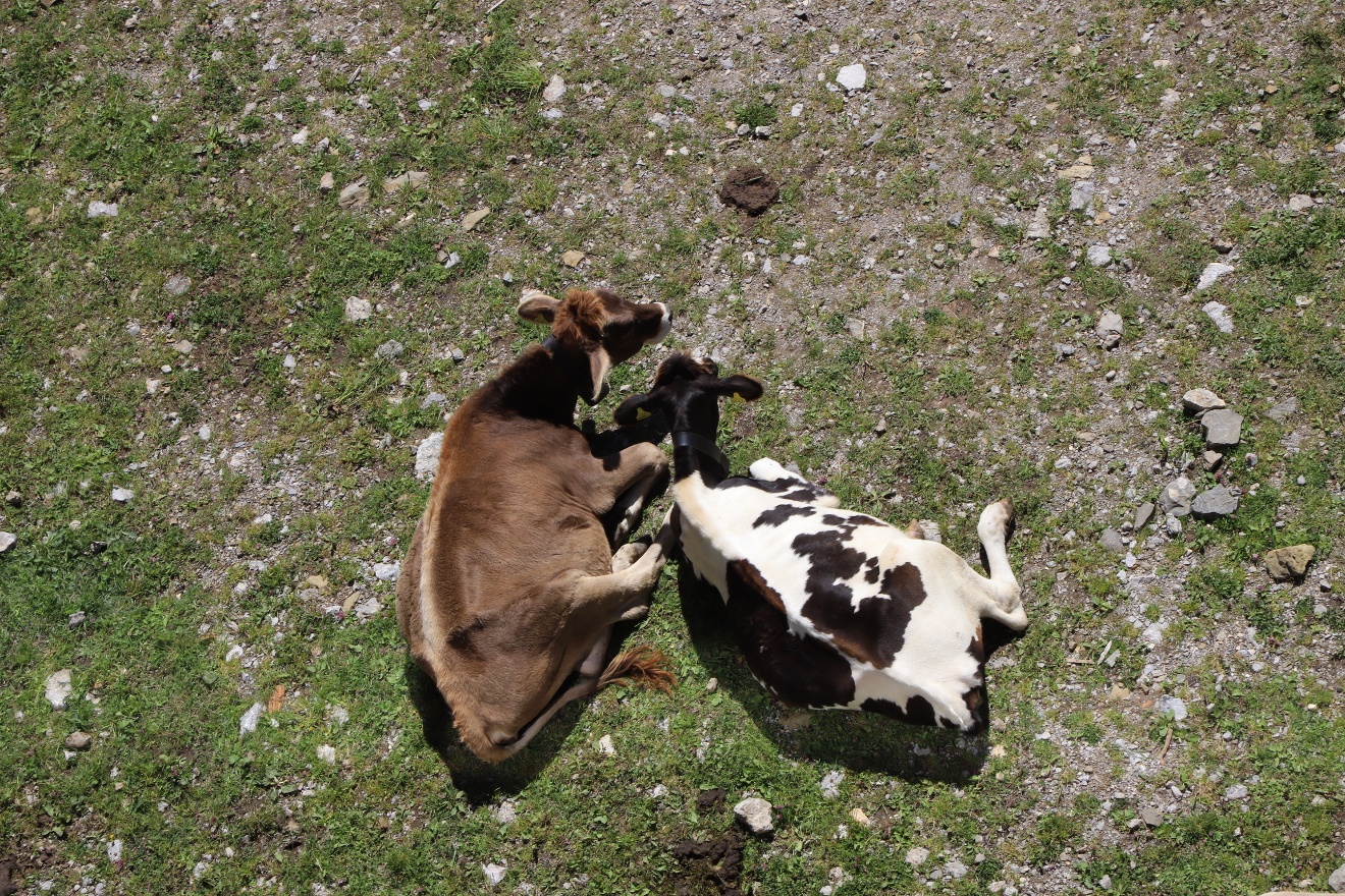 Two cows