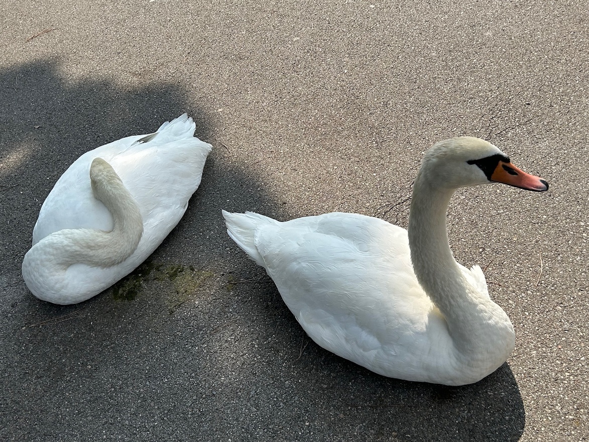 Swans