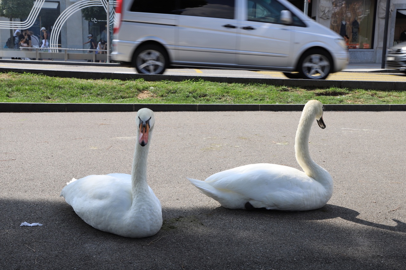 Swans 2