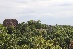 IMG_6474
