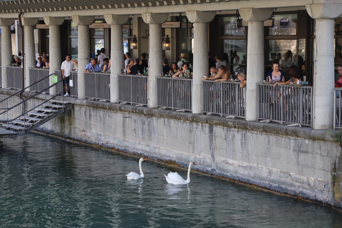 Two swans